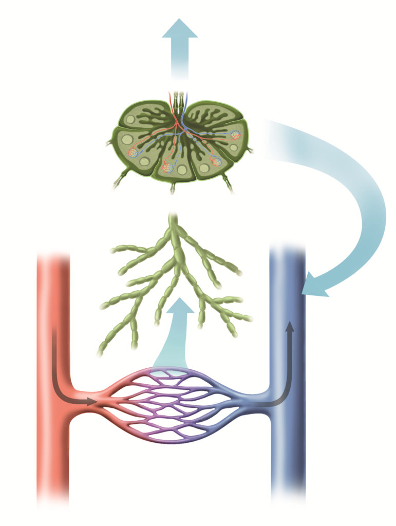Lymphflüssigkeit Nach Op Wie Lange