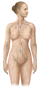 Lymphgefäßsystem Abbildung